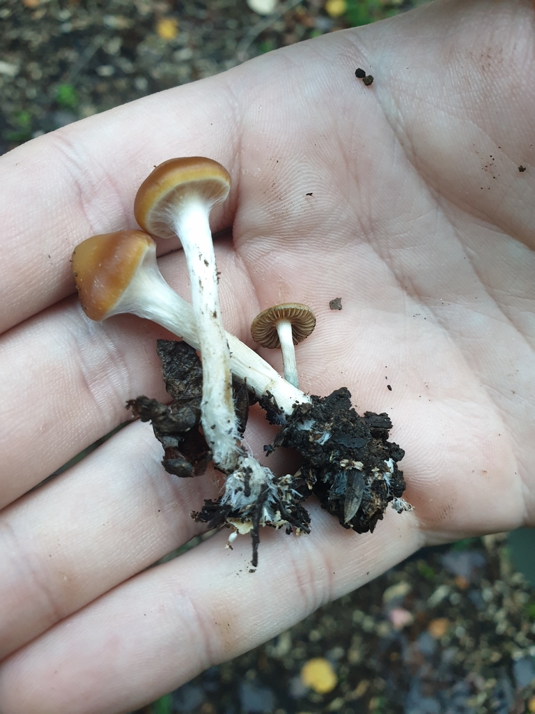 Psilocybe subaeruginosa · May 2025 · photo: © samlasham (iNaturalist, cc0)