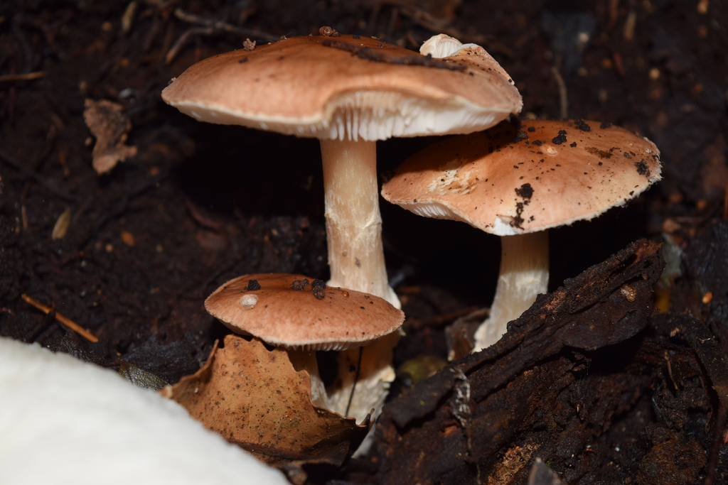 Limacella wheroparaonea · May 2025 · photo: © davidwhyte (iNaturalist, cc-by-sa)