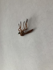 Diogmites angustipennis