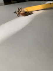 Diogmites angustipennis