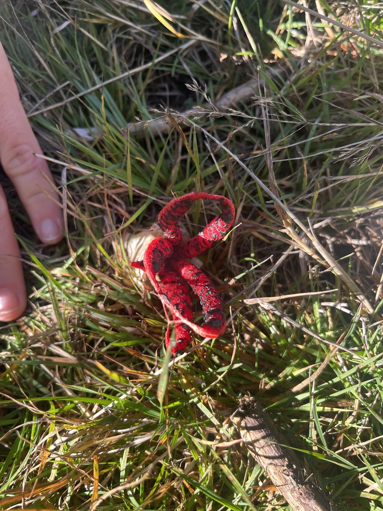 Clathrus archeri · May 2025 · photo: © zoearts (iNaturalist, cc0)