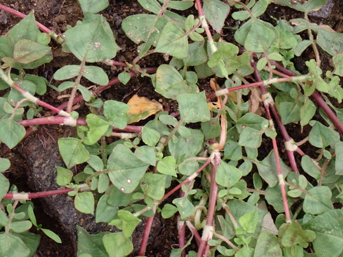 Persicaria runcinata, photograph 4