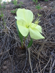 Oenothera howardii
