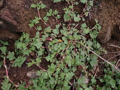 (c) Sagnik Dutta Roy, some rights reserved (CC BY) Persicaria runcinata, photograph (c) Sagnik Dutta Roy, some rights reserved (CC BY)