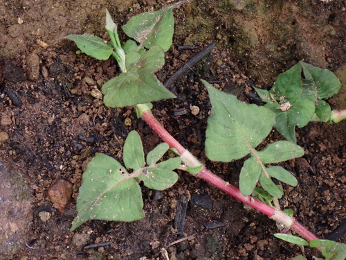 Persicaria runcinata, photograph 6