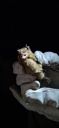 Honduran Yellow-shouldered Bat