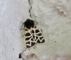 Apantesis nevadensis