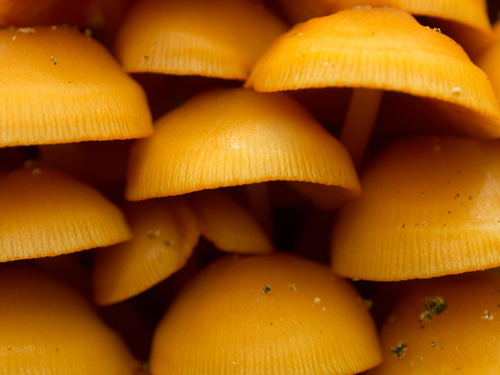 orange mycena