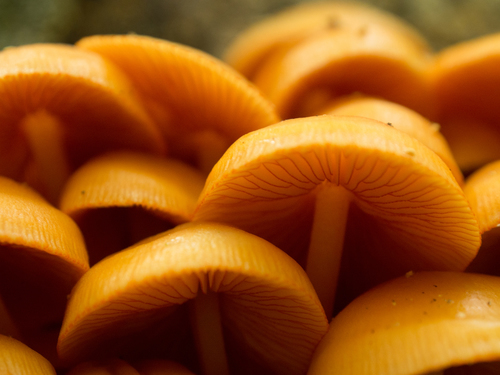 orange mycena