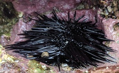 Echinometra vanbrunti