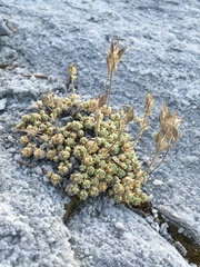 Draba pterosperma