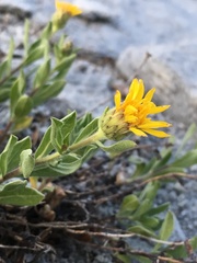 Heterotheca orovillosa