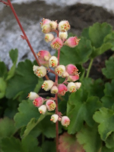 Image of Merriam's Alumroot (Heuchera merriamii) by (c) Matt Berger, some rights reserved (CC BY)