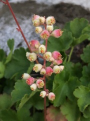 Heuchera merriamii