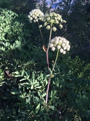 Angelica tomentosa