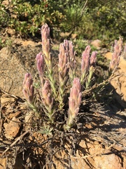 Castilleja schizotricha