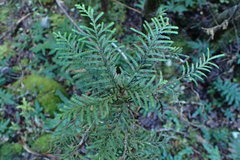 Libocedrus bidwillii