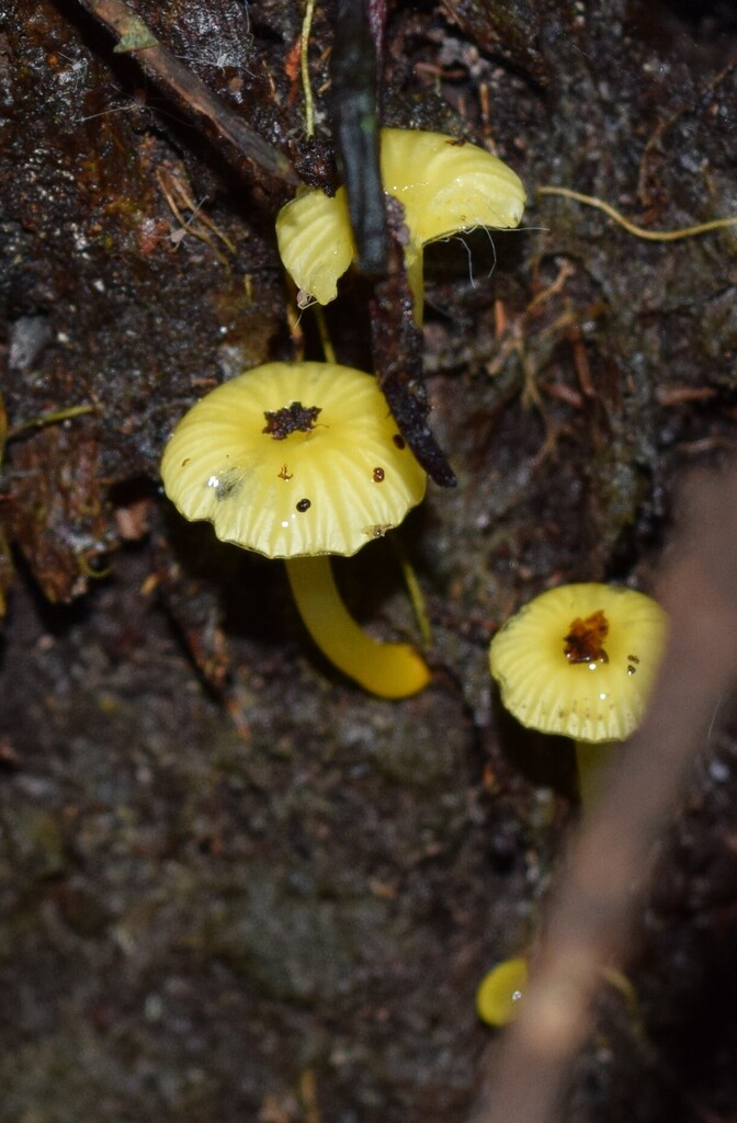 Gloioxanthomyces chromolimoneus · May 2025 · photo: © davidwhyte (iNaturalist, cc-by-sa)