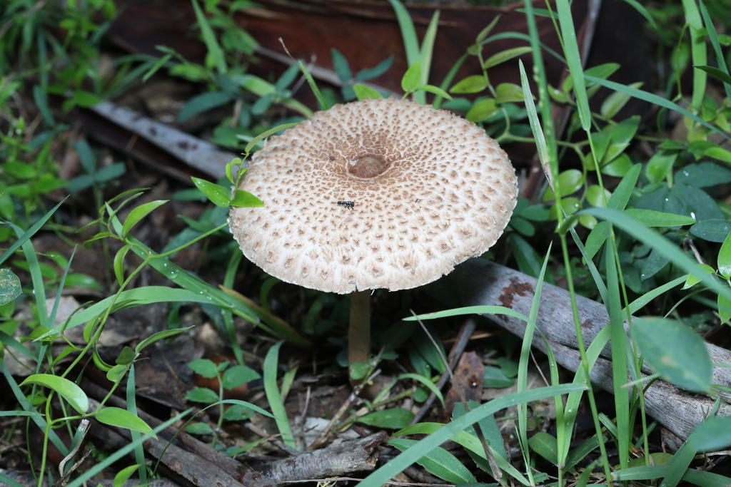 Macrolepiota clelandii · May 2025 · photo: © katsinabox (iNaturalist, cc-by)