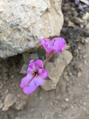 Epilobium siskiyouense