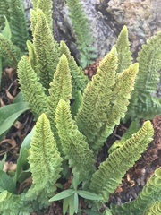 Polystichum lemmonii