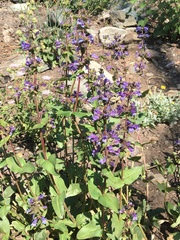 Penstemon anguineus