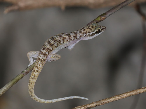 Cha-am leaf-toed gecko, Dixonius pawangkhananti
