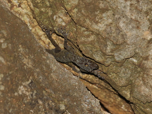 Erawan Rock Gecko, Cnemaspis auriventralis