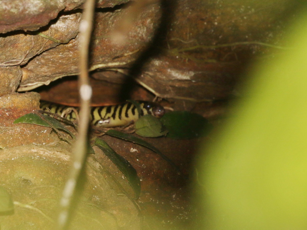 Harold's Writhing Skink