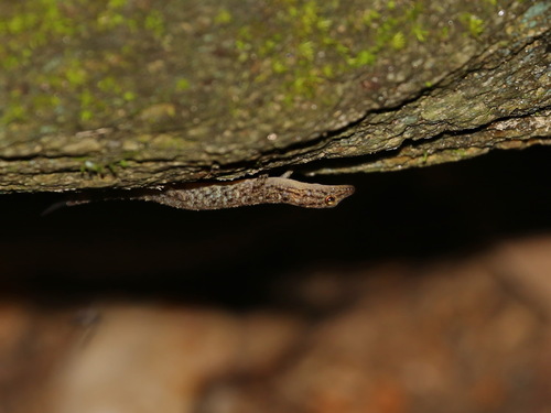 Lan Saka Rock Gecko, Cnemaspis lineatubercularis