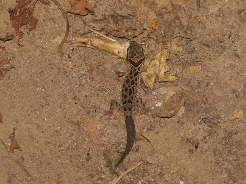 “Kanchanaburi Spotted Bent-toed Gecko”, Cyrtodactylus monilatus