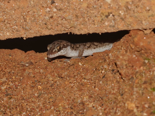 Ranong leaf-toed gecko, Dixonius dulayaphitakorum