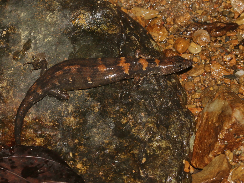 Robinson's Keeled Skink