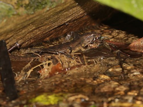 Small-scaled Water Skink, Tropidophorus microlepis
