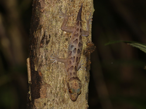 Tak bent-toed Gecko, Cyrtodactylus amphipetraeus