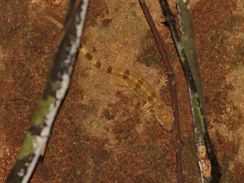 Cyrtodactylus thalang