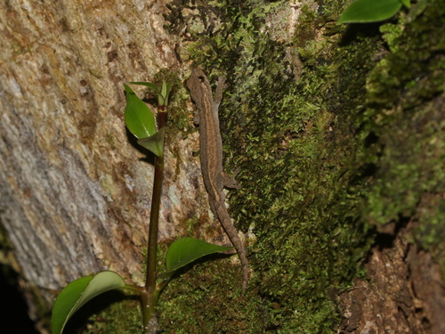 Yellow-bellied Dwarf Gecko, Hemiphyllodactylus flaviventris