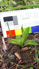Pterostylis foliata