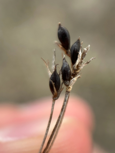Carex obtusata, photograph 4