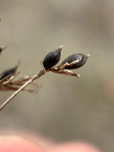 Carex obtusata, photograph 6