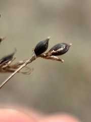 Carex obtusata, photograph author not stated, no rights reserved