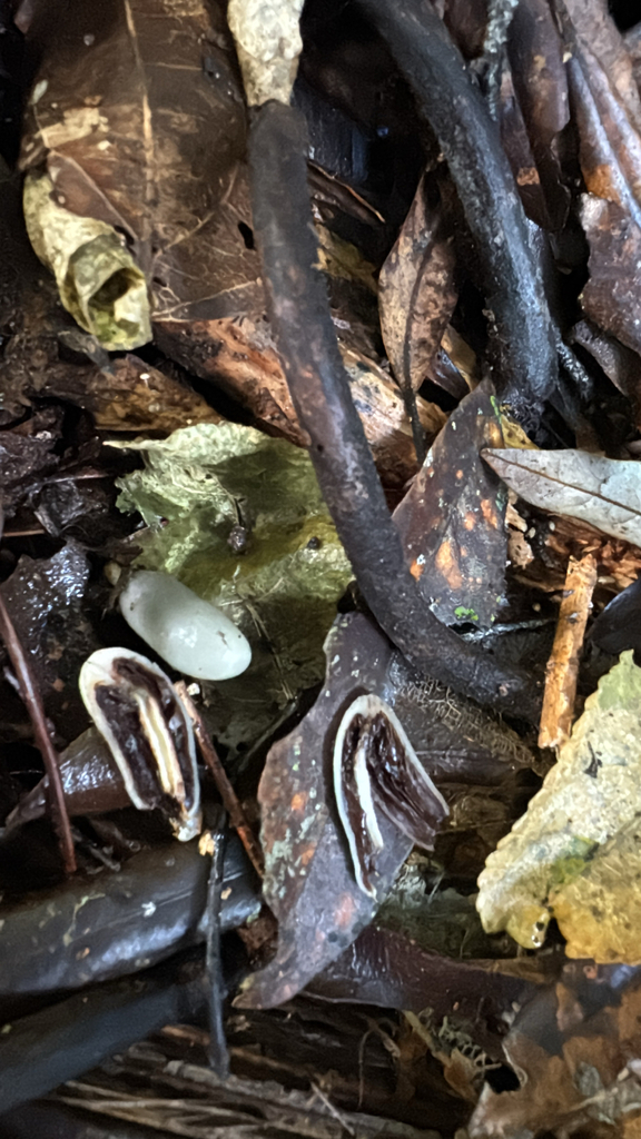 Psilocybe weraroa · May 2025 · photo: © duaneg (iNaturalist, cc-by)