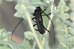 Tragidion coquus