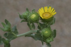 Grindelia ciliata