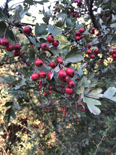 Crataegus laevigata iNat (3)