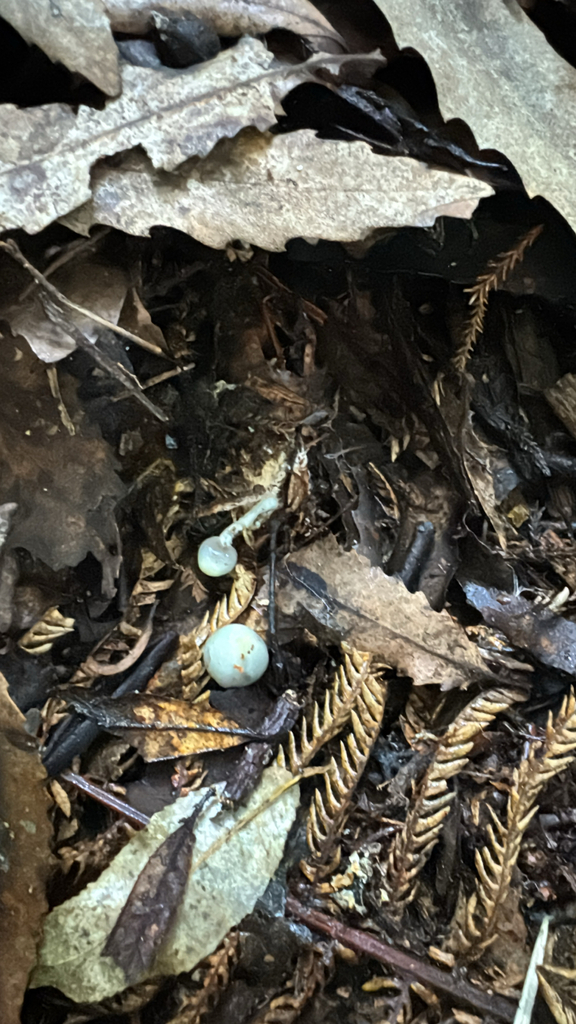 Psilocybe weraroa · May 2025 · photo: © duaneg (iNaturalist, cc-by)