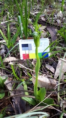 Pterostylis foliata