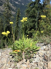 Eriogonum compositum compositum