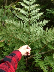 Pteridium aquilinum image