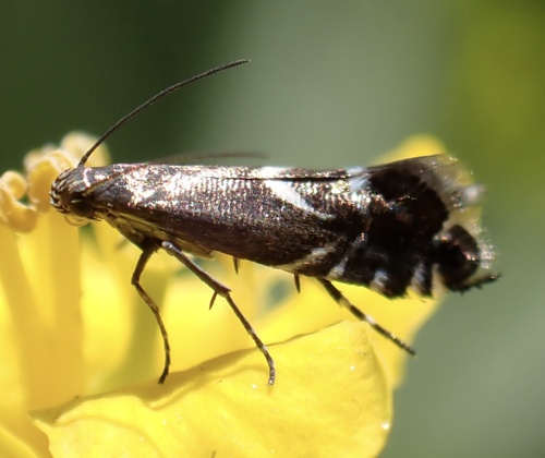Cocksfoot Moth
